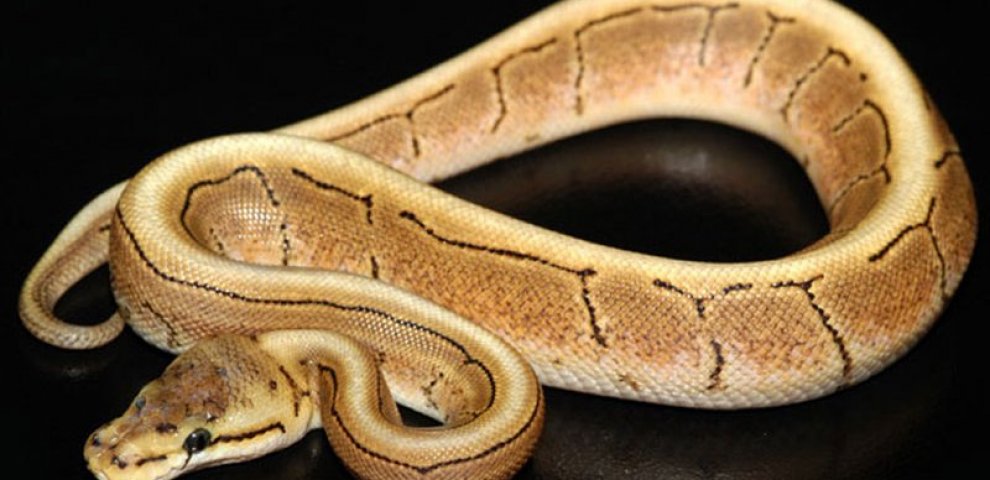 Spinner Ball Python for sale