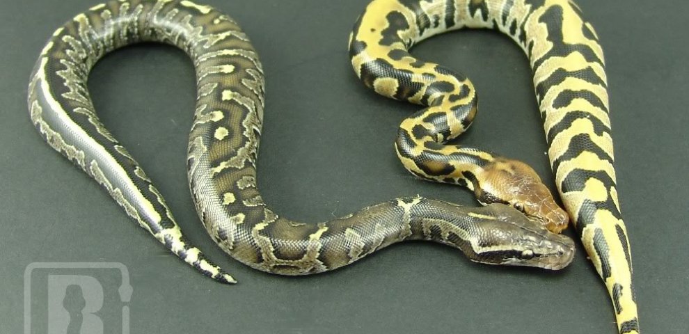Super Ball Python for sale