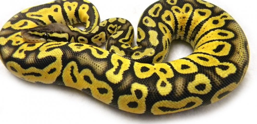 Super Pastel Ball Python