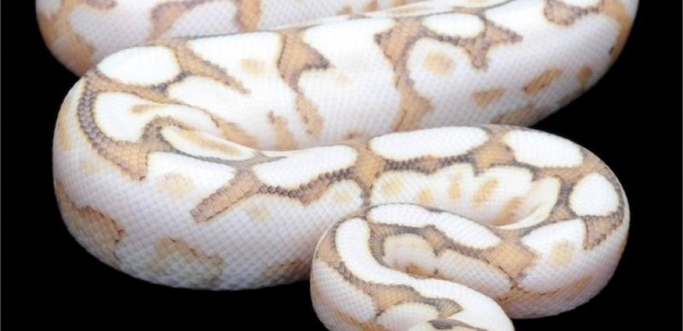 Super Spider Ball Python