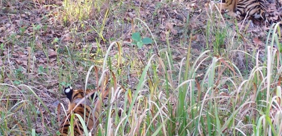Tiger VS python