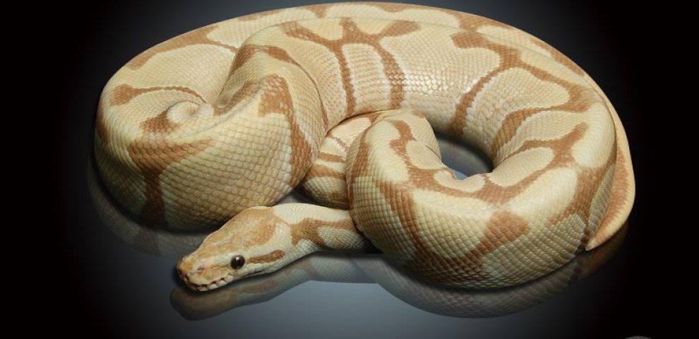 Toffee Ball Python