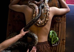 The unique form of massage involves pythons being placed on the customer's bare back