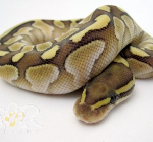About Ball Pythons
