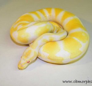 Adult Albino Ball Python