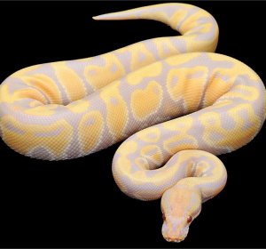 Albino Ball Pythons for sale Cheap