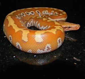 Albino Blood Python