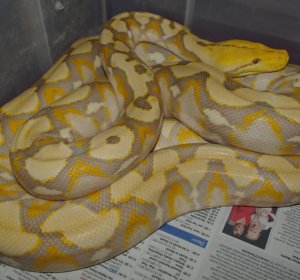 Albino Reticulated Python for sale