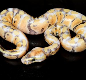 All about Ball Pythons