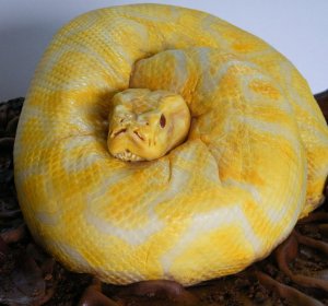 Amelanistic Burmese python