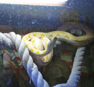 Aquarium Python