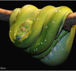 Are Ball Pythons nocturnal