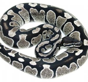 Axanthic Ball Pythons for sale