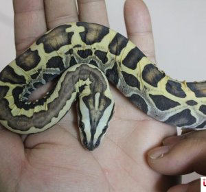 Baby Burmese python