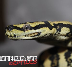 Baby Jungle Carpet Python for sale