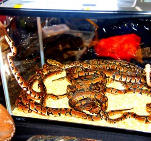 Baby Reticulated Pythons