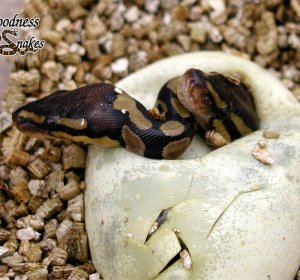 Ball Python Hatchlings