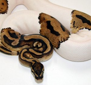 Ball python morphs for sale Cheap