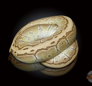 Ball Python morphs sale