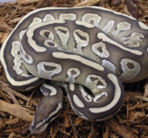 Ball Python pictures