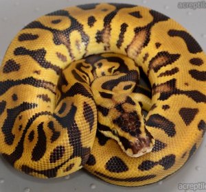 Ball Pythons morphs for sale