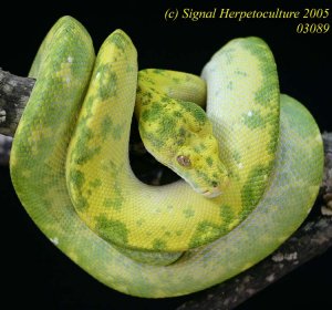 Biak Green Tree Pythons