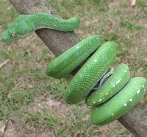 Biak Green Tree Pythons for sale
