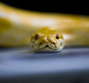 Burmese Albino python