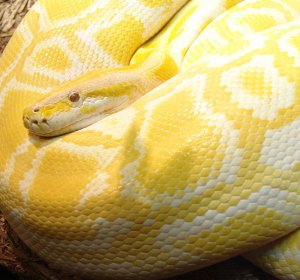 Burmese python Care
