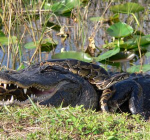 Burmese python Eats alligator