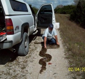Burmese python, Florida Everglades