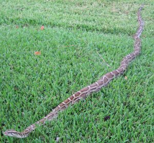 Burmese python snake
