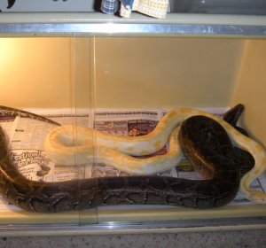 Burmese Pythons for sale