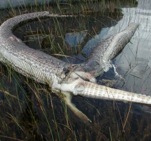 Burmese Pythons in the Everglades