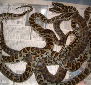 Burmese Rock python