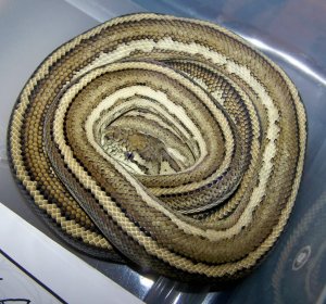 Coastal Carpet Python care