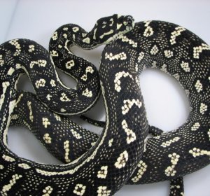 Diamond Carpet Python