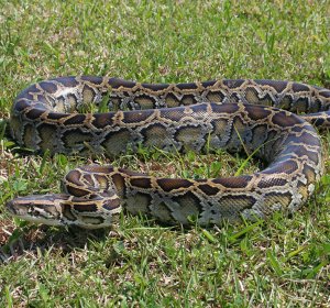 Facts about the Burmese python