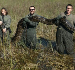 Florida Python bounty