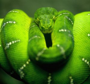 Green Python snake