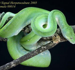 Green Tree Python Facts