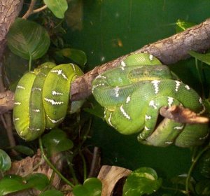 Green Tree Python habitat
