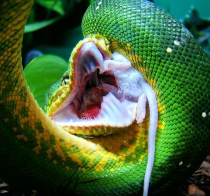 Green Tree Python teeth