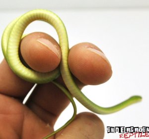 Green Tree snake for sale