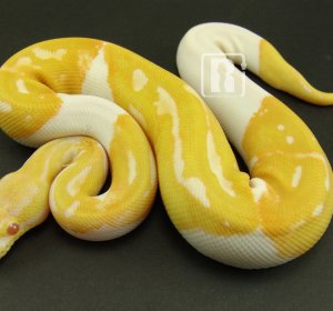 Het Albino Ball Python