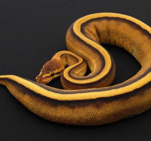 Interesting facts about Ball Pythons