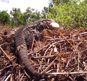 Invasive Pythons in Florida