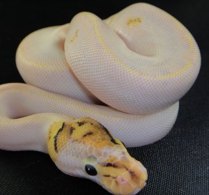 Ivory Ball Pythons for sale