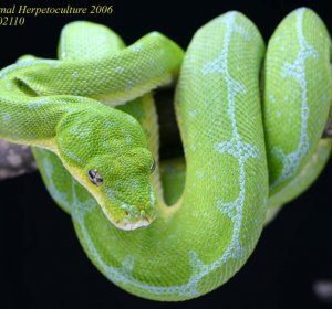 Jayapura Green Tree Python