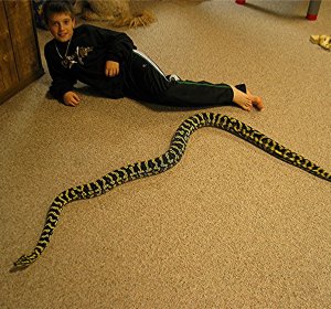 Jungle Carpet Python size